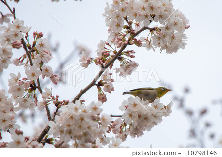 堅持櫻花樹枝的藥 堅持櫻花樹枝的藥 110798146