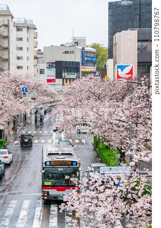 [神奈川縣] 多摩廣場車站前盛開的雨櫻花樹 110798767