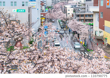 [神奈川縣] 多摩廣場車站前盛開的雨櫻花樹 110798775