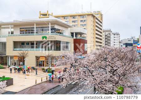 [Kanagawa Prefecture] Rainy cherry blossom trees blooming in front of Tama Plaza Station 110798779