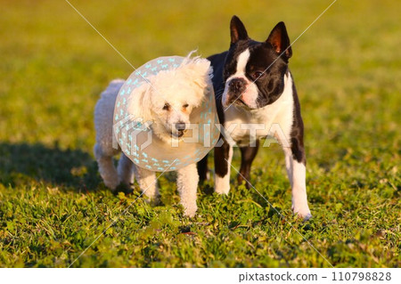 Mighty the Boston terrier and Bailey the toy poodle take a friendly walk in the dog run in the field ♡ 110798828