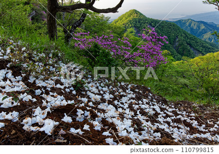 Falling flowers of the white palm tree in Tanzawa/Hidomaru and the view towards Ishidani Mountain Ridge/Odawara Falling flowers of the white palm tree in Tanzawa/Hidomaru and the view towards Ishidani Mountain Ridge/Odawara 110799815
