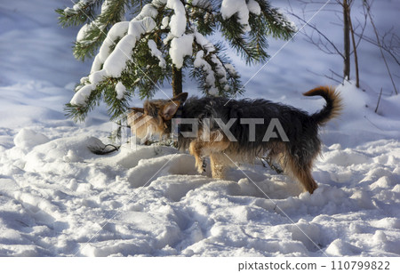 An alert dog with many years of experience sniffs a branch in the snow An alert dog with many years of experience sniffs a branch in the snow 110799822