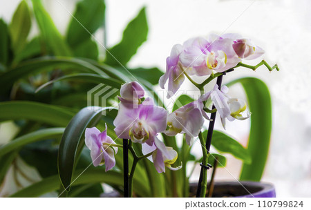 Moth orchids on windowsill - home decoration with live potted flowering plants 110799824