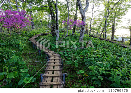 Fresh greenery in Tanzawa, a wooden path directly below Hidomaru 110799876