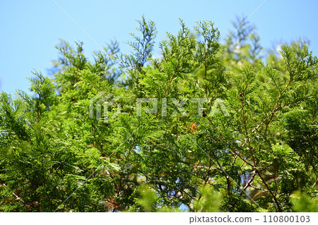Japanese cypress leaves in early spring 110800103