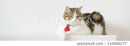 business concept with tabby scottish cat costume with necktie during sit on white table 110800277