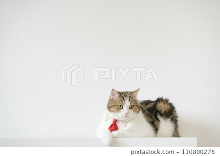 business concept with tabby scottish cat costume with necktie during sit on white table 110800278