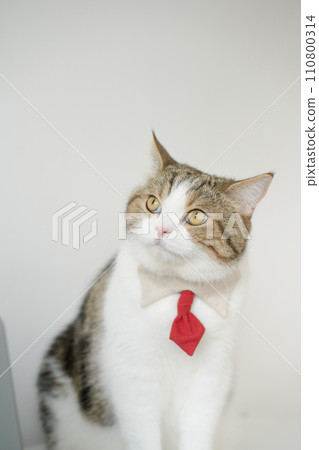 business concept with tabby scottish cat costume with necktie during use laptop and sit on white table 110800314