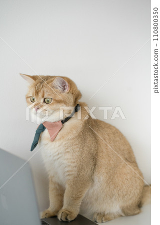 business concept with gold brittish cat costume with necktie and use laptop business concept with gold brittish cat costume with necktie and use laptop 110800350