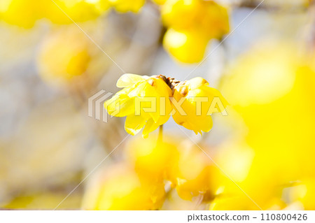Cute yellow Roubai flowers Cute yellow Roubai flowers 110800426