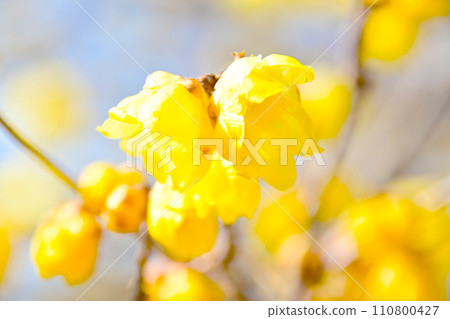 可愛的黃色肉白花 110800427