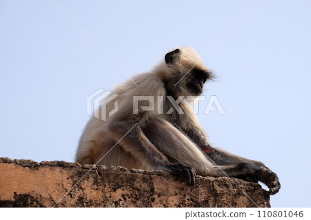 Gray Langur on Wall at Amber Fort in Jaipur, Rajasthan, India 110801046