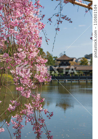 Spring scenery of Heian Jingu Shrine Garden, Kyoto Spring scenery of Heian Jingu Shrine Garden, Kyoto 110801584