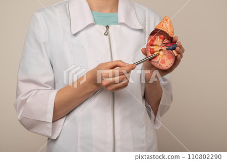 Doctor nephrologist pointing on anatomical kidney model in hand. 110802290