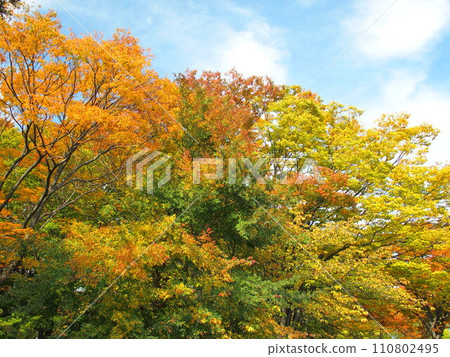 秋天公園的櫸樹黃葉 秋天公園的櫸樹黃葉 110802495
