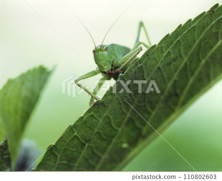 Grasshopper on the leaves Grasshopper on the leaves 110802603