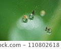 Spider wet with morning dew 110802618