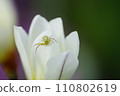 Spider 110802619