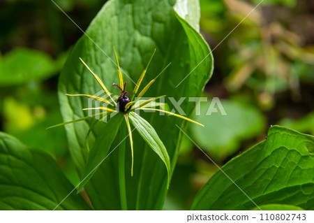 Paris quadrifolia. Flower close-up of the poisonous plant, herb-paris or the knot of true lovers. Blooming grass Paris. Crow's eye or raven eye, poisonous berry in the forest 110802743