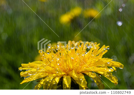 Yellow daisies bloom after the rain and the pollen grains are covered with water droplets Yellow daisies bloom after the rain and the pollen grains are covered with water droplets 110802749