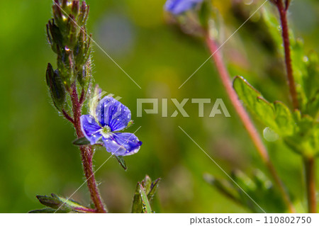 Closeup on the brlliant blue flowers of germander speedwell, Veronica chamaedrys growing in spring in a meadow, sunny day, natural environment Closeup on the brlliant blue flowers of germander speedwell, Veronica chamaedrys growing in spring in a meadow, sunny day, natural environment 110802750