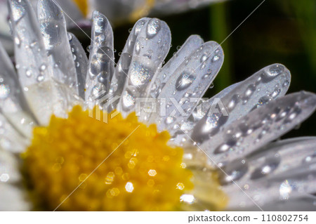 Macro image of dewy Daisy flower or Bellis perennis from Asteraceae family, close up of blooming spring meadow flowers Macro image of dewy Daisy flower or Bellis perennis from Asteraceae family, close up of blooming spring meadow flowers 110802754