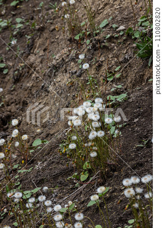 Mid-spring. The Coltsfoot, Tussilago have bloomed and are beginning to bear seeds. Formation of fluffy bats 110802820