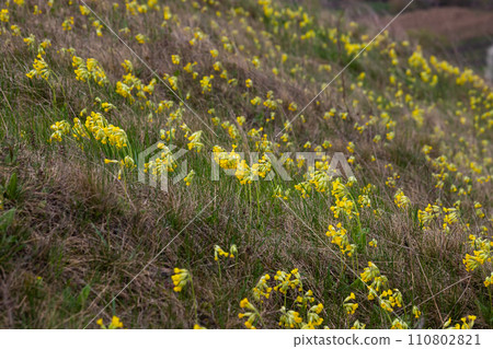 Yellow Primula veris cowslip, common cowslip, cowslip primrose on soft green background.Selective focus 110802821