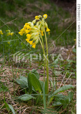 Yellow Primula veris cowslip, common cowslip, cowslip primrose on soft green background.Selective focus Yellow Primula veris cowslip, common cowslip, cowslip primrose on soft green background.Selective focus 110802822