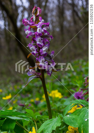 Corydalis. Corydalis solida. Violet flower forest blooming in spring. The first spring flower, purple. Wild corydalis in nature 110802836