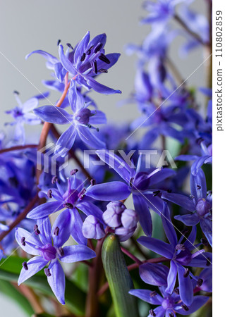 Beautiful blue flowers snowdrops Scilla bifolia alpine squill, two-leaf squill on a white background with space for text. Spring decoration 110802859