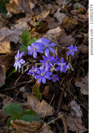Beautiful macro shot of a first single wildflower Large Blue Hepatisa Hepatisa transsylvanica starting to bloom among dry leaves in early spring 110802874