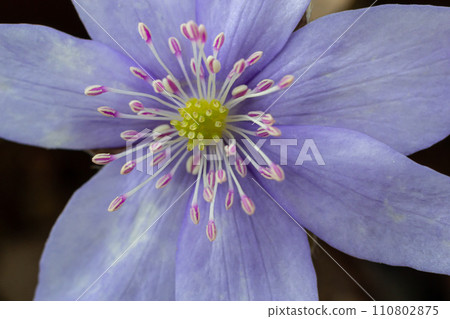 Beautiful macro shot of a first single wildflower Large Blue Hepatisa Hepatisa transsylvanica starting to bloom among dry leaves in early spring 110802875
