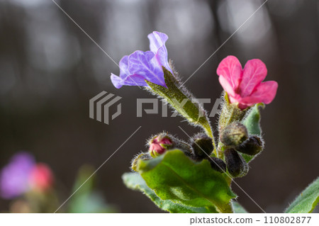 Close-up of blooming flowers Pulmonaria mollis in sunny spring day, selective focus .closeup detail of meadow flower - wild healing herb - Pulmonaria mollis 110802877