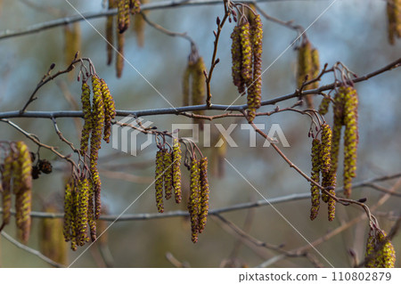 Small branch of black alder Alnus glutinosa with male catkins and female red flowers. Blooming alder in spring beautiful natural background with clear earrings and blurred background 110802879
