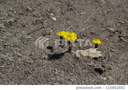 Tussilago farfara, commonly known as coltsfoot is a plant in the groundsel tribe in the daisy family Asteraceae. Flowers of a plant on a spring sunny day 110802881