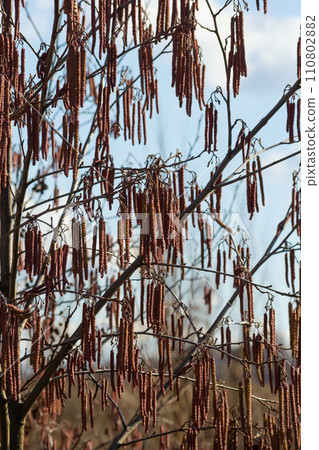 Small branch of black alder Alnus glutinosa with male catkins and female red flowers. Blooming alder in spring beautiful natural background with clear earrings and blurred background 110802882