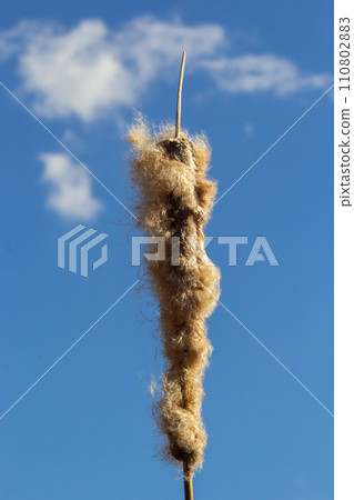 Cattails bulrush Typha latifolia beside river. Closeup of blooming cattails during early spring snowy background. Flowers and seed heads of fluffy cattail Cattails bulrush Typha latifolia beside river. Closeup of blooming cattails during early spring snowy background. Flowers and seed heads of fluffy cattail 110802883