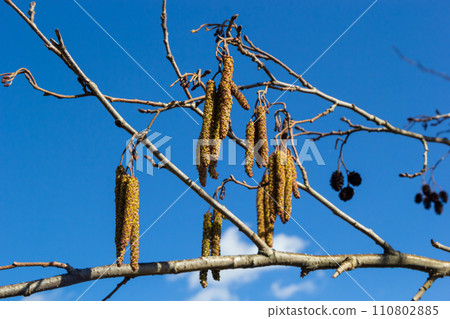 Small branch of black alder Alnus glutinosa with male catkins and female red flowers. Blooming alder in spring beautiful natural background with clear earrings and blurred background 110802885