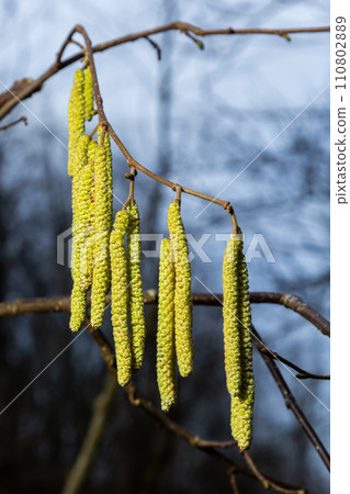 Common hazel Corylus avellana, in the spring blooms in the forest 110802889