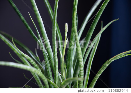 Sansevieria bacularis mikado buds - Stock Photo [110802944] - PIXTA