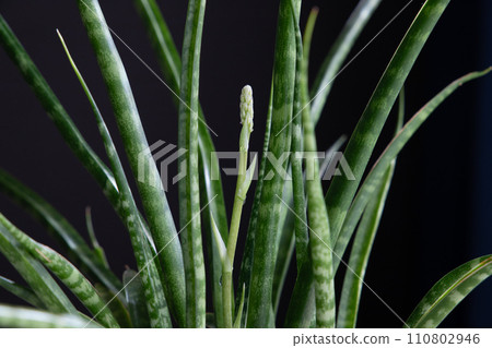 虎尾蘭蕨木芽 虎尾蘭蕨木芽 110802946