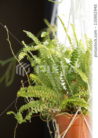 Hanging Nephrolepis (Tama fern) 110802948