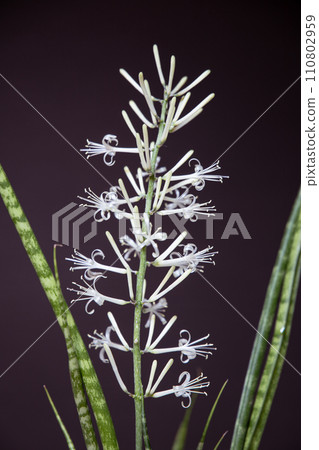 虎尾蘭的開花 虎尾蘭的開花 110802959