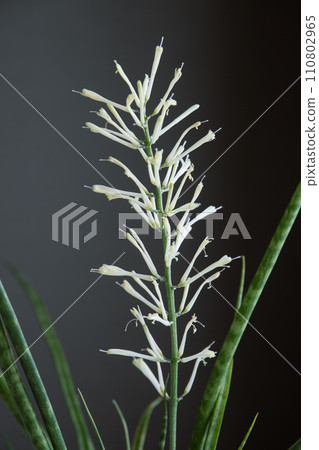 Morning after flowering of Sansevieria Bacularis Mikado Morning after flowering of Sansevieria Bacularis Mikado 110802965