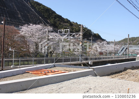 Sakura scenery at Yamanakadani Station, Hannan City, Osaka Prefecture Sakura scenery at Yamanakadani Station, Hannan City, Osaka Prefecture 110803236