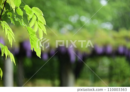 Vermicelli and wisteria 110803363
