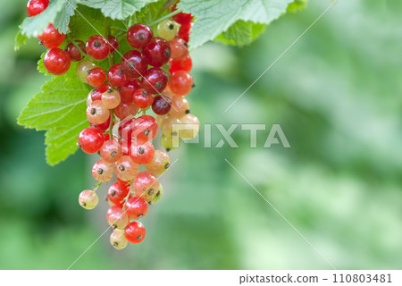 Red currant 110803481