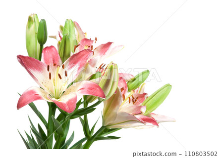 Pink-and-white lily on white 110803502